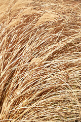 Long dry Yellow Golden Grass texture background. High quality photo