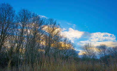 Trees in a field in wetland under a blue rainy sky in sunlight in winter, Almere, Flevoland, The Netherlands, January 12, 2021