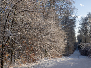 laubwald
