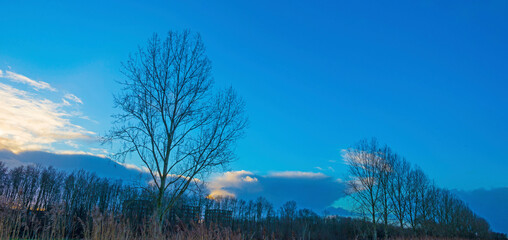 Naklejka na ściany i meble Trees in a field in wetland under a blue rainy sky in sunlight in winter, Almere, Flevoland, The Netherlands, January 12, 2021
