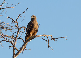 Black kite (Milvus migrans) sits on a dry branch against the sky