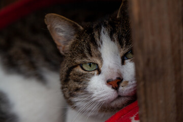 Close up portrait of a tabby and white cat with green eyes in a red cushion. High quality photo