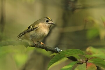Fototapeta premium goldcrest sitting on the branch (Regulus regulus) Wildlife scene from nature. European smallest songbird in the nature habitat.