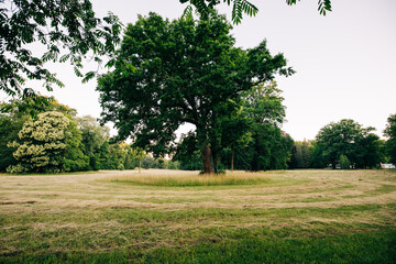 Branitzer Park in Cottbus, Germany, in the early morning hours