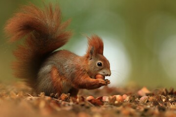 Art view on wild nature. Cute red squirrel with long pointed ears sitting on the ground. Sciurus vulgaris