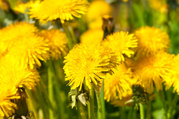 fresh yellow dandelions in the field