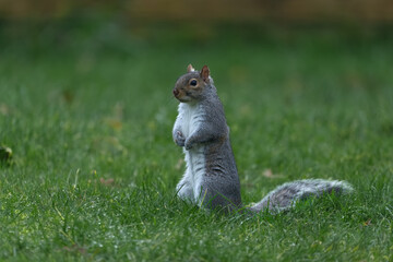 European grey squirrel eating nut and watching