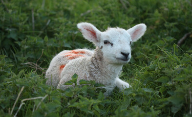 Obraz premium Lamb In The Meadow