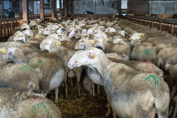 Farm animals in the Aveyron