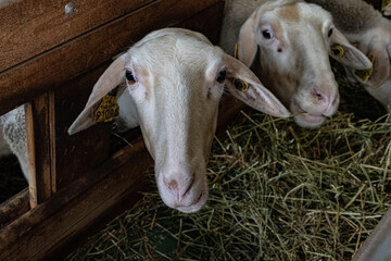 Farm animals in the Aveyron
