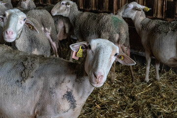 Fototapeta premium Farm animals in the Aveyron