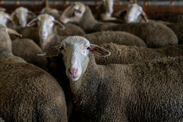 Farm animals in the Aveyron