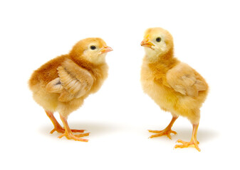 Chick isolated on white