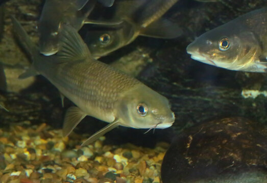 El barbo cabecicorto, Luciobarbus microcephalus, es un pez de agua dulce del r&iacute;o Guadiana en Espa&ntilde;a. Es una especie de pez con aletas radiadas de la familia de los cipr&iacute;nidos.