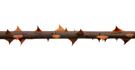  stem roses with thorns isolated on white