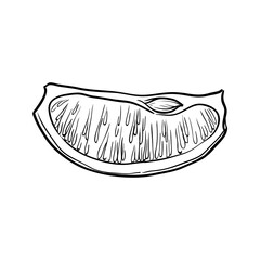 Slice of lime or lemon isolated on white background. Hand drawn vector illustration.