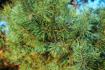 Beautiful green pine tree brunch in light of the rays of the setting setting down sun. Close up view.