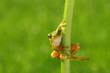 Frog on green background