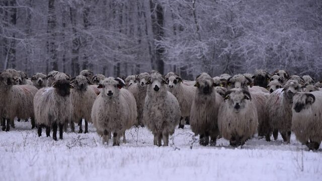 flock of sheep in the snow near the forest. ovis aries animals watching peaceful. life on the farm in winter