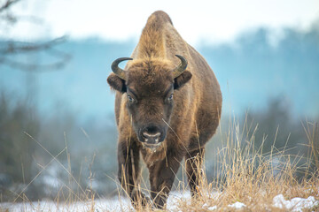 European bison resting on a snow meadow. © Jiří Fejkl