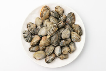 Clam clam on white background