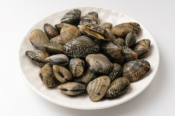 Clam clam on white background