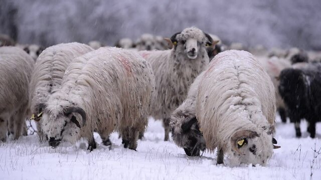 flock of sheep in the snow near the forest. ovis aries animals watching peaceful. life on the farm in winter