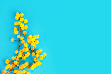 yellow mimosa flowers on a blue background