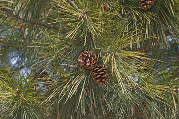 Obraz premium Shortleaf pine (Pinus echinata). Called Shortleaf yellow pine, Southern yellow pine, Yellow pine, Shortstraw pine, Arkansas pine, Lontag pine and Spruce pine also