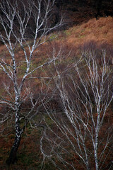 Tree in a winter day