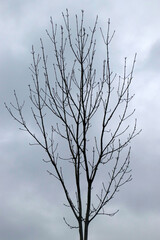 Tree in a winter day