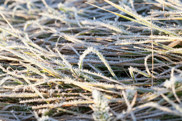 wheat with ice crystals
