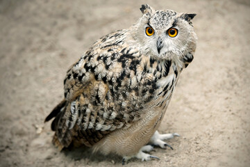 Eurasian eagle-owl (Bubo bubo) is sitting on the sand. Detail of the biggest european owl. Dominant adult owl watching attentively. Wild bird predator with big orange eyes
