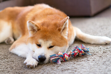 portrait of a sad  akita inu dog with a toy bone, laying and wayting for its owner at home