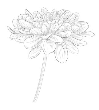 detailed monochrome chrysanthemum flower sketch clip art preview
