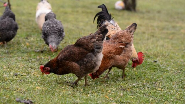 chickens and hens through the natural farm. poultry feeding on the grass. a group of domestic birds nibbling