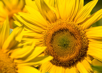 Obraz premium large number of yellow sunflowers