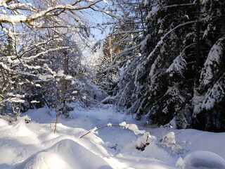 Wald im Schnee