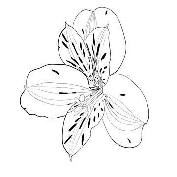 beautiful monochrome, black and white Alstroemeria flower isolated.