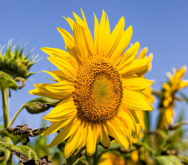 flower of a beautiful yellow annual sunflower