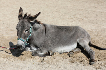 Fototapeta premium Esel