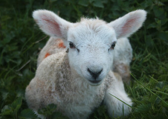 Obraz premium baby lamb In field