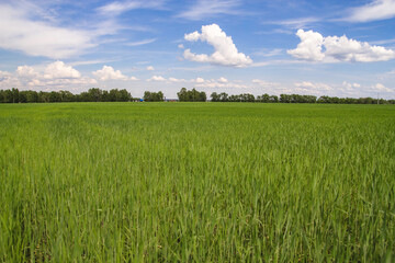 A green field of wheat under a blue sky.