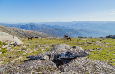 Fototapeta na wymiar Horses pasturing at the mountains