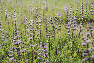 Lilac wild flowers and medicinal herbs in the field.