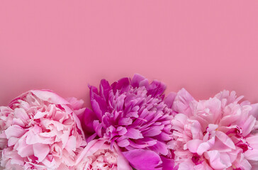 Frame of pink peonies on a pink background copy space