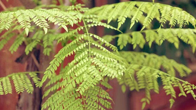fern leaves