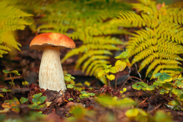 Beautiful edible mushrooms grow in the forest.