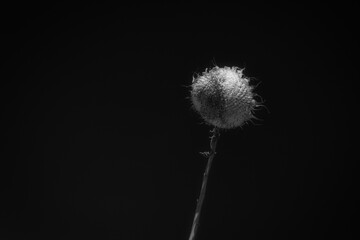 Obraz premium infrared close ups of sunflowers