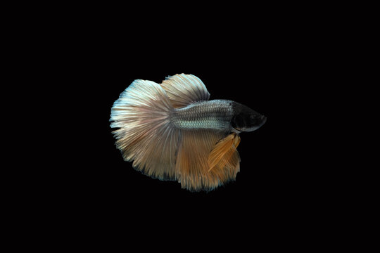 Side view angle of golden halfmoon rosetail yellow gold cooper betta siamese fighting fish isolated on black color background. Image photo